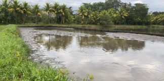 Productores de tilapia en Olancho enfrentan millonarias pérdidas y escasez para 2024 debido a la sequía extrema