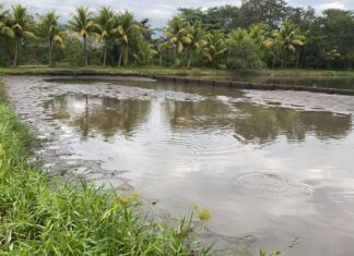 Productores de tilapia en Olancho enfrentan millonarias pérdidas y escasez para 2024 debido a la sequía extrema