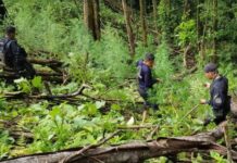 Aseguran 10 mil plantas de coca en Atlántida