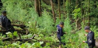 Aseguran 10 mil plantas de coca en Atlántida