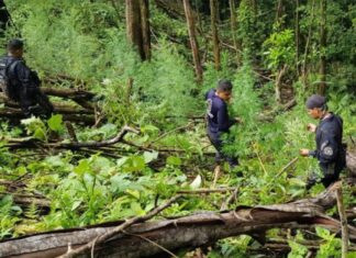 Aseguran 10 mil plantas de coca en Atlántida