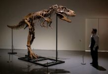 Subastarán en Nueva York un esqueleto de dinosaurio que vivió hace 150 millones de años