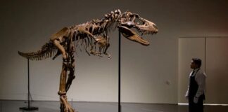 Subastarán en Nueva York un esqueleto de dinosaurio que vivió hace 150 millones de años