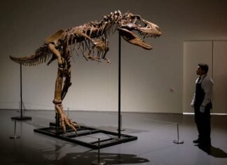 Subastarán en Nueva York un esqueleto de dinosaurio que vivió hace 150 millones de años