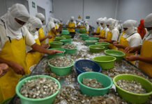 Cierre de camaroneras y la pérdida de empleo genera preocupación en la zona sur del país