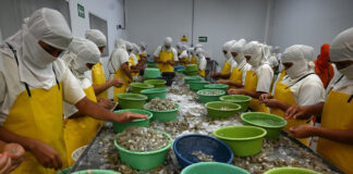 Cierre de camaroneras y la pérdida de empleo genera preocupación en la zona sur del país