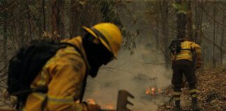 Honduras enfrenta otro año marcado por incendios forestales que alcanzan el 97 % de impunidad, según ASJ