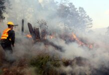 Los incendios forestales en Honduras dejan más de 208.000 hectáreas de bosque afectadas