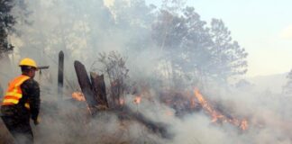Los incendios forestales en Honduras dejan más de 208.000 hectáreas de bosque afectadas