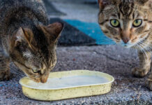 Leche de vacas con gripe aviar mata a más de una decena de gatos en EE.UU.