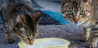 Leche de vacas con gripe aviar mata a más de una decena de gatos en EE.UU.