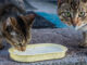Leche de vacas con gripe aviar mata a más de una decena de gatos en EE.UU.