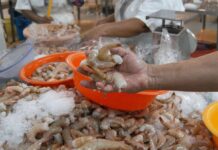 Honduras participará en la feria china con 120 kilos de camarón