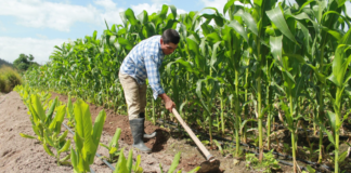 El IICA destaca política agroalimentaria de Honduras para el desarrollo rural y agrícola