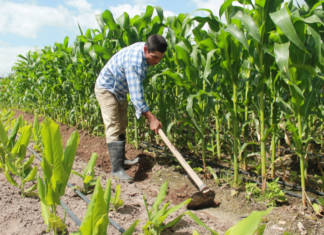 El IICA destaca política agroalimentaria de Honduras para el desarrollo rural y agrícola
