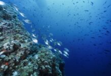 El océano, el gran generador de vida y regulador del clima