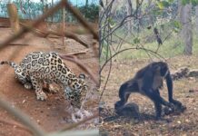 ICF acepta el estado delicado de animales en Joya Grande, pero descarta aplicar la eutanasia