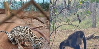 ICF acepta el estado delicado de animales en Joya Grande, pero descarta aplicar la eutanasia