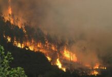Los incendios forestales afectan 233.722 hectáreas en Honduras, un 4,6 % más que en 2023