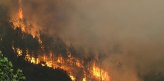 Los incendios forestales afectan 233.722 hectáreas en Honduras, un 4,6 % más que en 2023