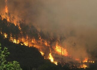 Los incendios forestales afectan 233.722 hectáreas en Honduras, un 4,6 % más que en 2023