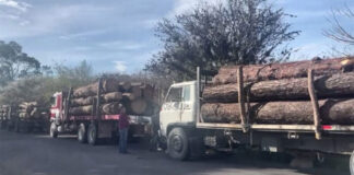 Agentes de la Policía Militar retienen “caravana” de camiones cargados de madera, en Francisco Morazán
