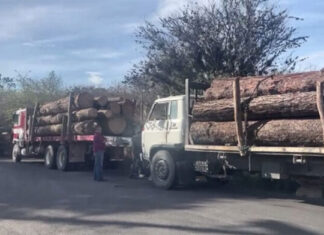 Agentes de la Policía Militar retienen “caravana” de camiones cargados de madera, en Francisco Morazán