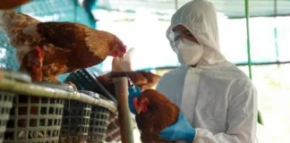 México niega un muerto por gripe aviar y acusa a la OMS de un comunicado «bastante malo»