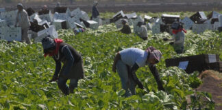 Colombia, Honduras y Perú destacan en regularizaciones en España por formación laboral