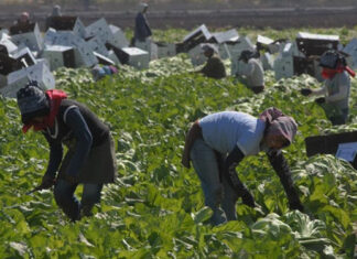 Colombia, Honduras y Perú destacan en regularizaciones en España por formación laboral