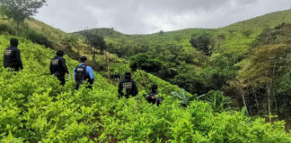 Fuerzas Armadas aseguran alrededor de 100 mil arbustos de coca en Colón