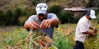 Plagas amenazan las cosechas de frijol en Honduras