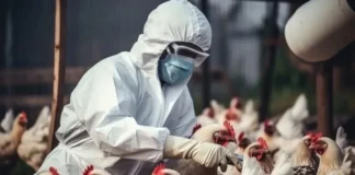 La OMS pide estar alerta tras la primera muerte por gripe aviar aunque el riesgo es bajo