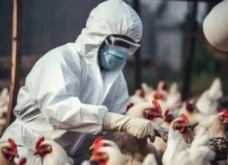 La OMS pide estar alerta tras la primera muerte por gripe aviar aunque el riesgo es bajo