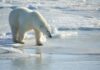 La desaparición de los osos polares de la bahía de Hudson podría ser «inminente»