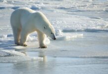 La desaparición de los osos polares de la bahía de Hudson podría ser «inminente»