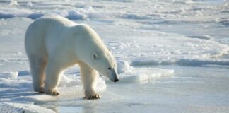 La desaparición de los osos polares de la bahía de Hudson podría ser «inminente»