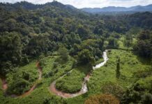 La Unión Europea y el IICA destinarán 17,1 millones de dólares para proyecto ´Bosques Vivos´ de Honduras