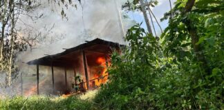 Incineran 80,000 arbustos de coca y destruyen narcolaboratorio en Colón, sin detenidos