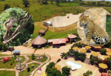 ICF anuncia que finalizó la intervención a Joya Grande