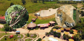 ICF anuncia que finalizó la intervención a Joya Grande