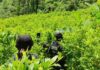 Militares hondureños decomisan 110.850 arbustos de coca y dos centros para procesar drogas