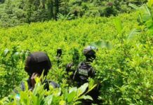 Militares hondureños decomisan 110.850 arbustos de coca y dos centros para procesar drogas