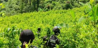 Militares hondureños decomisan 110.850 arbustos de coca y dos centros para procesar drogas