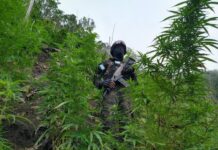 Las FFAA de Honduras asegura 60 mil plantas de marihuana en Colón