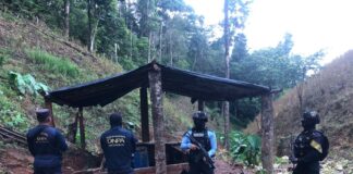 Agentes de la DNPA aseguran 40 mil arbustos de hoja de coca y un narcolaboratorio en Colón