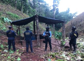 Agentes de la DNPA aseguran 40 mil arbustos de hoja de coca y un narcolaboratorio en Colón