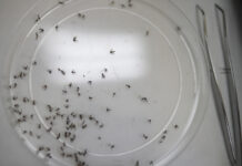 Más de 100 muertos por dengue en Centroamérica y el Caribe, con al menos 200.000 casos