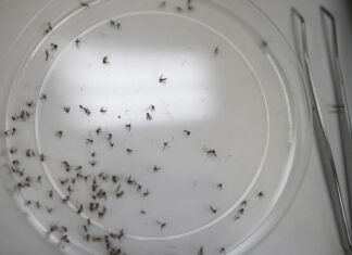 Más de 100 muertos por dengue en Centroamérica y el Caribe, con al menos 200.000 casos