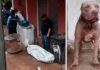 Pitbull le quita la vida a su amo en la capital